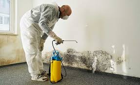 Best Basement Mold Removal  in Howe, TX