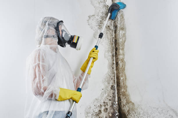 Best Mold Prevention Services  in Howe, TX