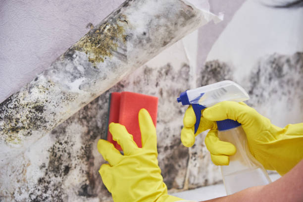 Best Mold Removal for HVAC Installations  in Howe, TX